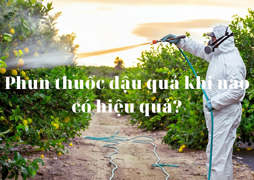 phun thuốc đậu quả khi nào