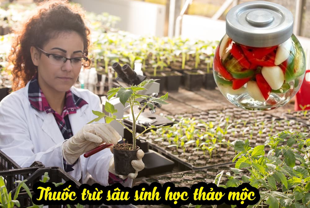 Phun thuốc sâu sinh học bao lâu thì an được?