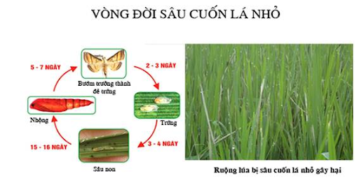 sâu cuốn lá nhỏ