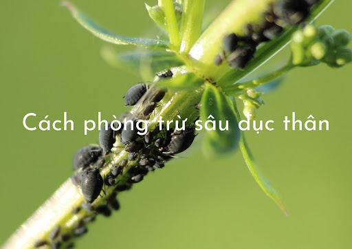 sâu đục thân