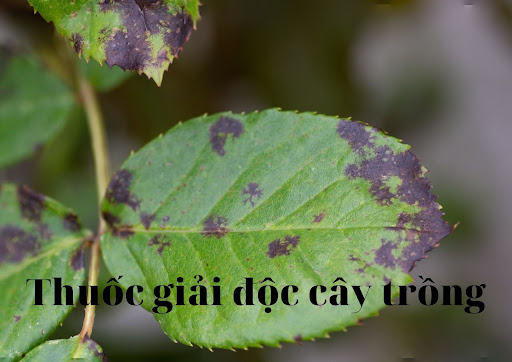 thuốc giải độc cho cây trồng