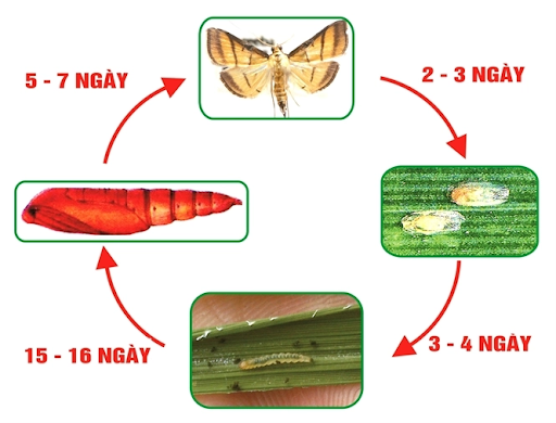 vòng đời sâu cuốn lá