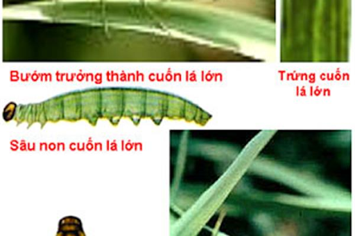 vòng đời sâu cuốn lá