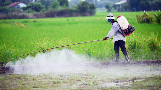 Xịt thuốc gặp mưa