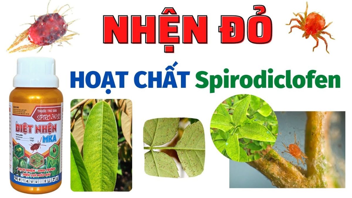 Thuốc trừ sâu Spirodiclofen tiêu diệt mọi loại côn trùng, sâu bệnh gây hại ở cây trồng