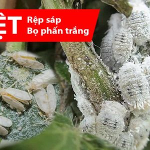 thuốc đặc trị rệp sáp