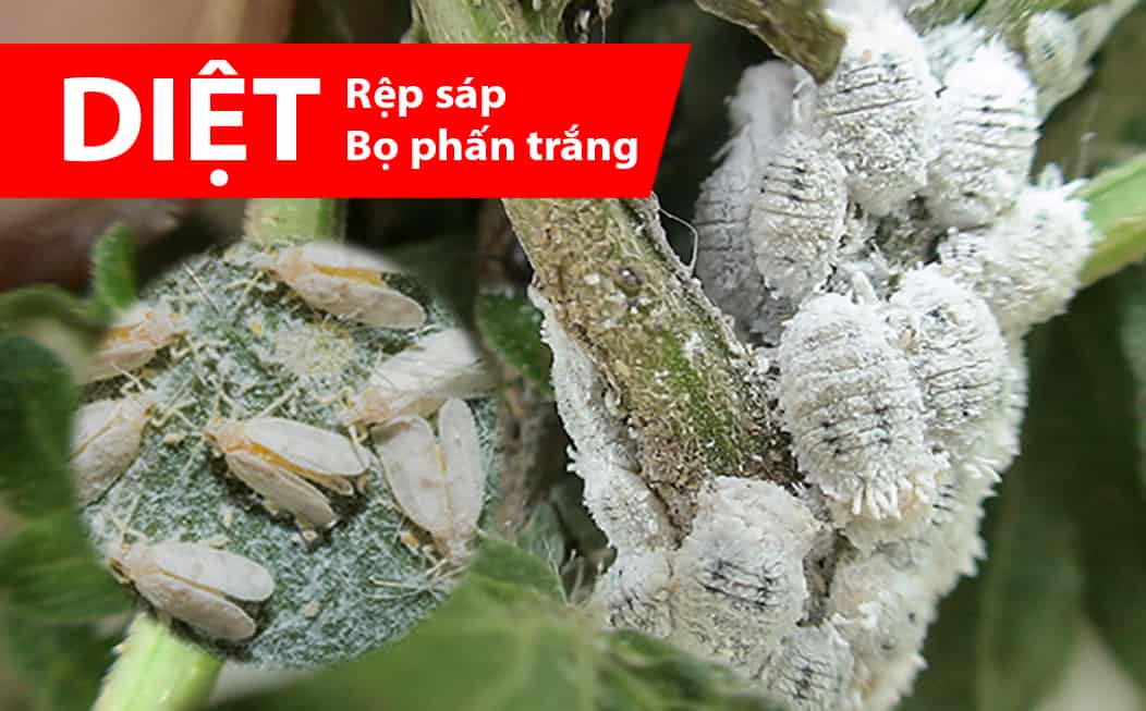 thuốc đặc trị rệp sáp