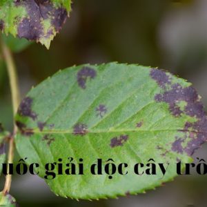 thuốc giải độc cho cây trồng