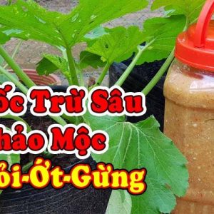 lam-thuoc-tru-sau-tu-toi-ot-gung