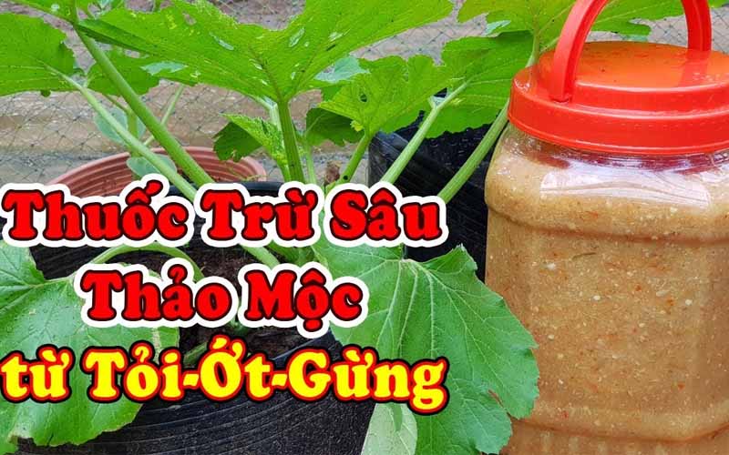 lam-thuoc-tru-sau-tu-toi-ot-gung