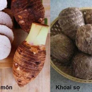 phan-biet-khoai-mon-khoai-so