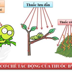 co-che-hoat-dong-thuoc-bvtv