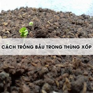 cach-trong-bau-trong-thung-xop2