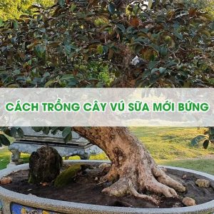 cach-trong-cay-vu-sua-moi-bung