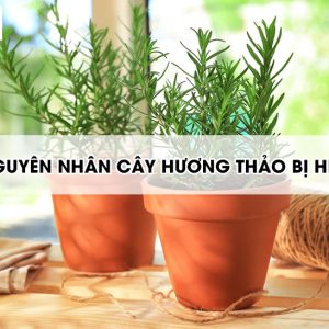 cay-huong-thao-bi-heo2