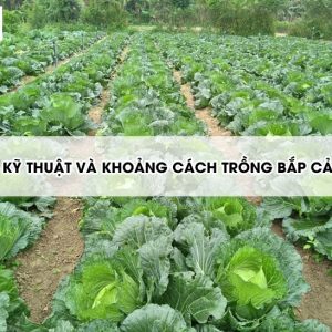 khoang-cach-trong-bap-cai2