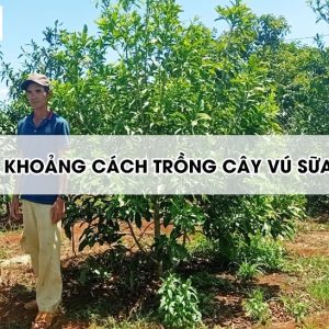 khoang-cach-trong-cay-vu-sua2