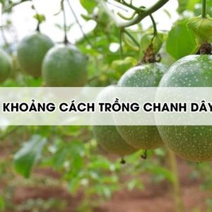 khoang-cach-trong-chanh-day2