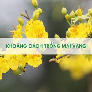 khoang-cach-trong-mai-vang2