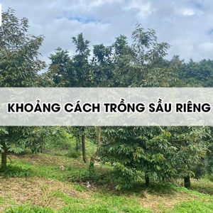 khoang-cach-trong-sau-rieng2