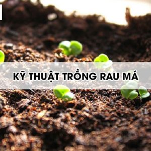 ky-thuat-trong-rau-ma2