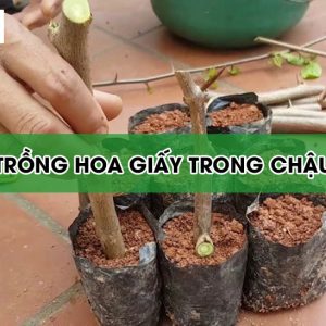 trong-hoa-giay-trong-chau2