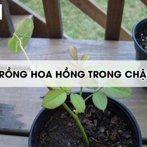 trong-hoa-hong-trong-chau2