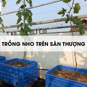 trong-nho-tren-san-thuong3